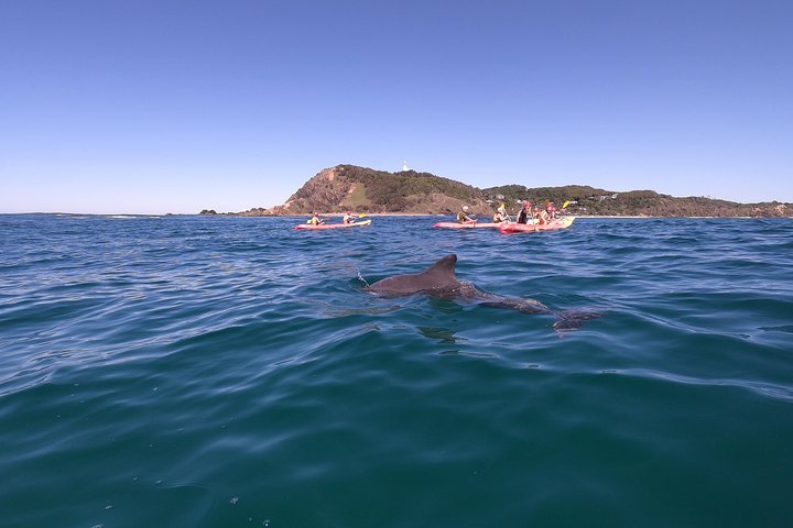 Kayaking With Dolphins In Byron Bay Guided Tour - Perisher Accommodation