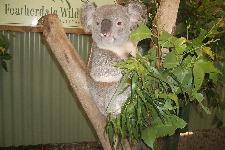 Blue Mountains Private Tour With Wildlife Park And River Cruise - Perisher Accommodation